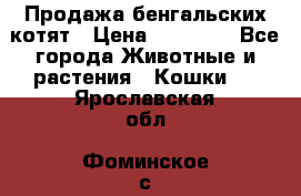 Продажа бенгальских котят › Цена ­ 20 000 - Все города Животные и растения » Кошки   . Ярославская обл.,Фоминское с.